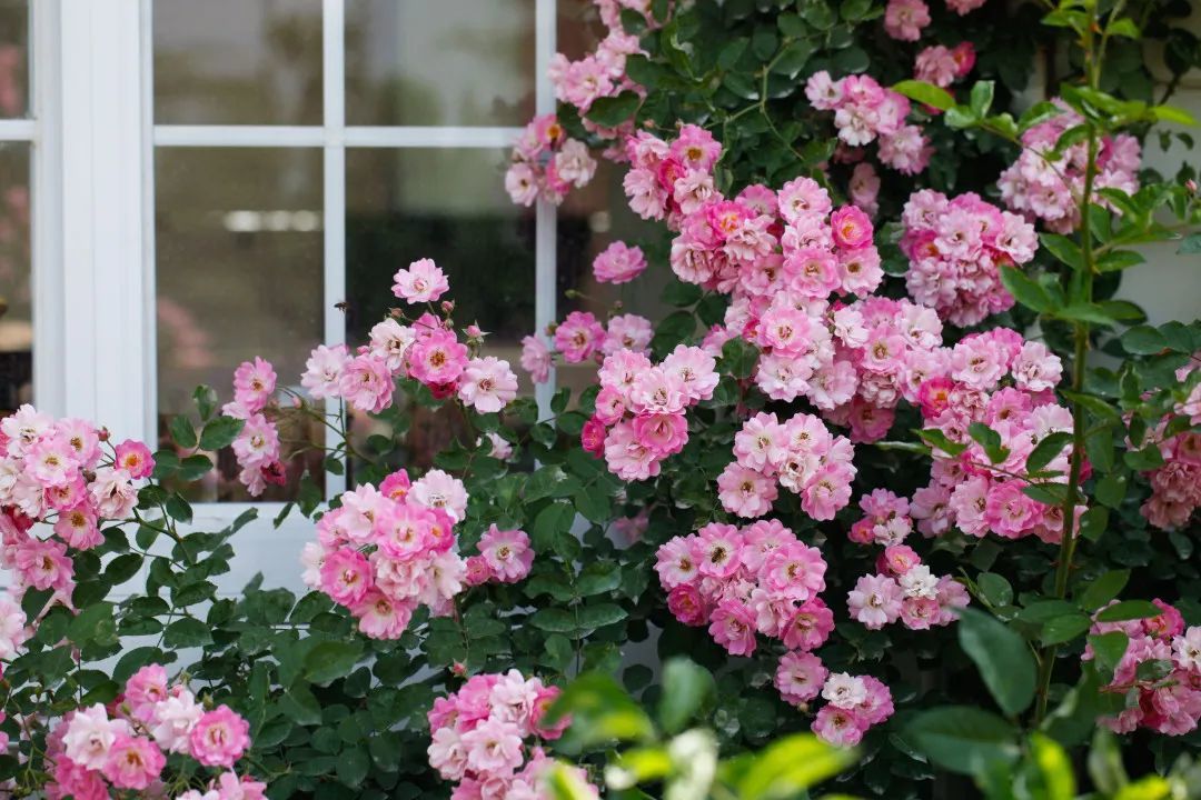 北方不知道养啥花,这100多种随便选!