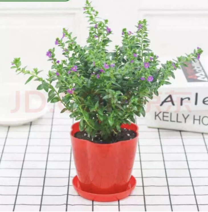 惊艳四季的满天星盆栽，让你尽享室内外无限魅力！