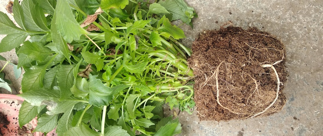 晒一下春日里面院子里面的花花草草-紫色篇