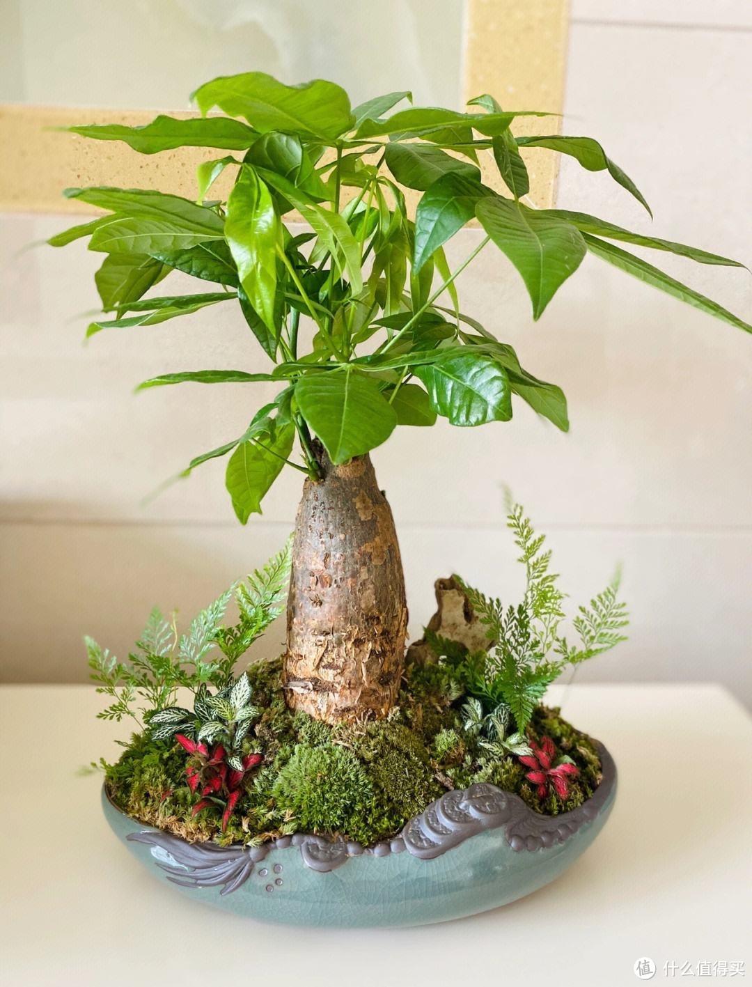 家中就养“6种花”,富贵好运寓意好,带来福气,很好养很旺盛