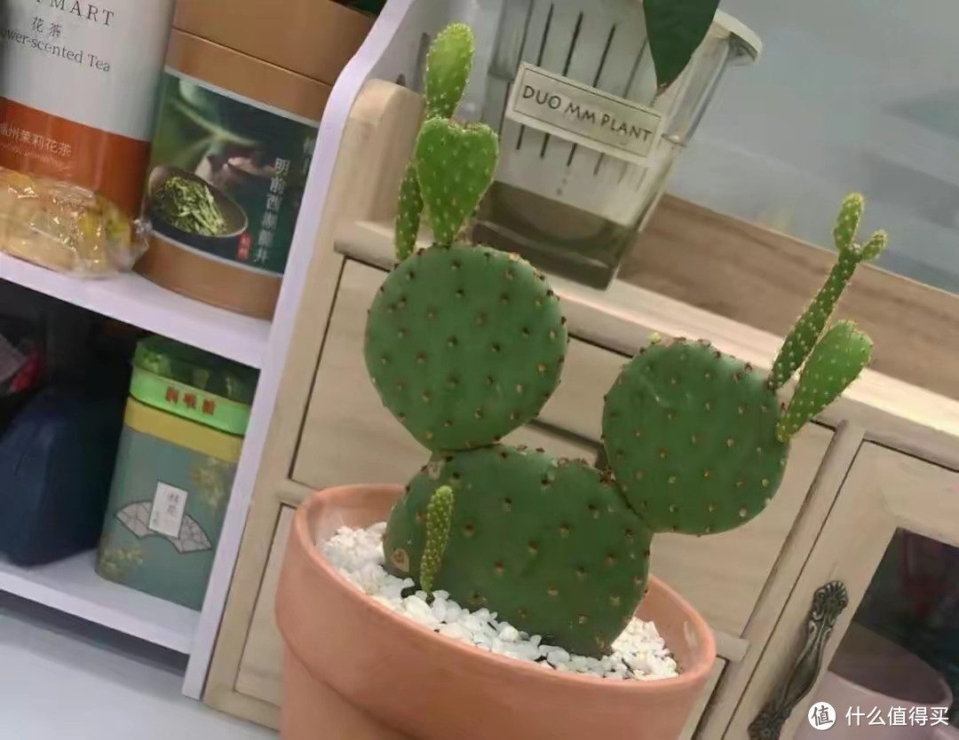 这4种花，别在室内养，你家要有，赶快搬出去