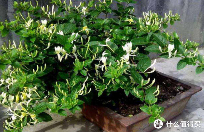 适合老人养的3种花,家里养一盆,好看又能净化空气