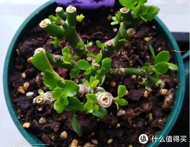 10月后，给家里的7种花“剃光头”，下手越狠，长势越旺