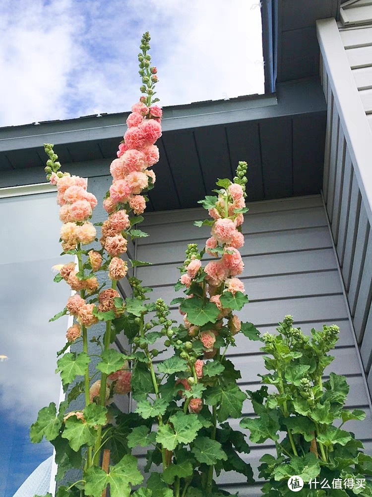 据说,这是一种能够长到2米多高的植物。(蜀葵开箱,成双成对)